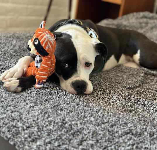 Photo of Indy