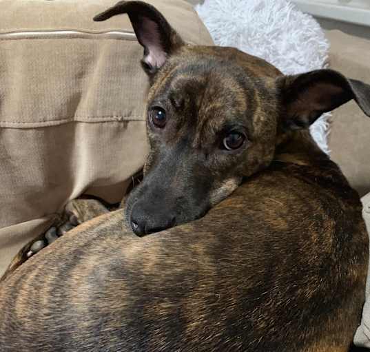 Photo of Radley