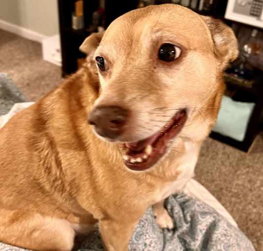 Photo of Bubby