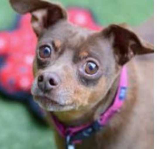 Photo of Coco