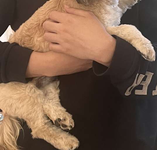 Photo of Biscuit