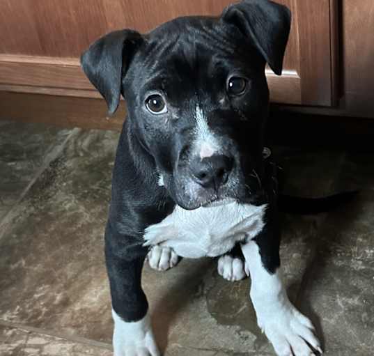 Photo of Bert