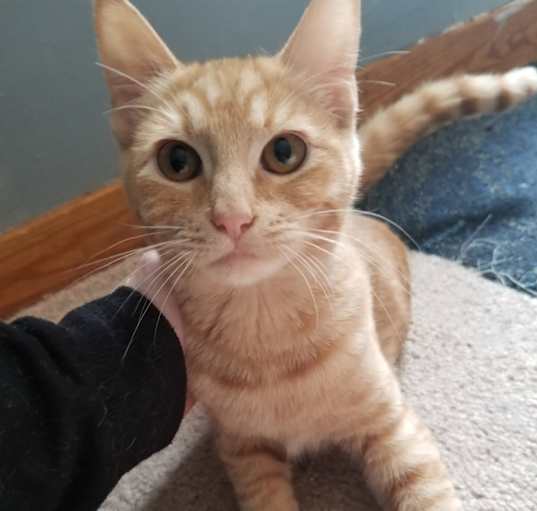 Photo of Cheeto