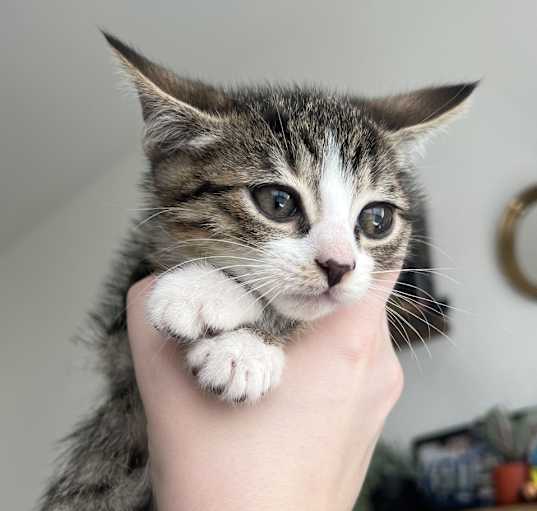 Photo of Kitten 1