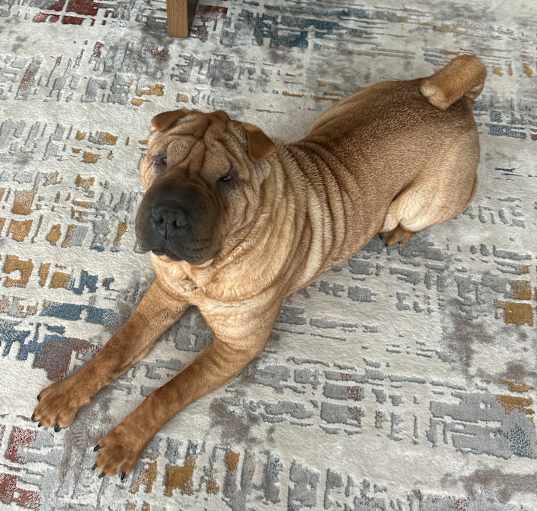Photo of Roxie