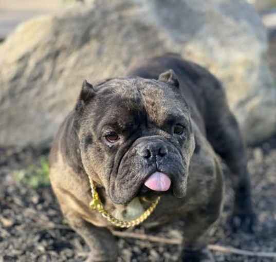 Photo of Fendi Gremlin