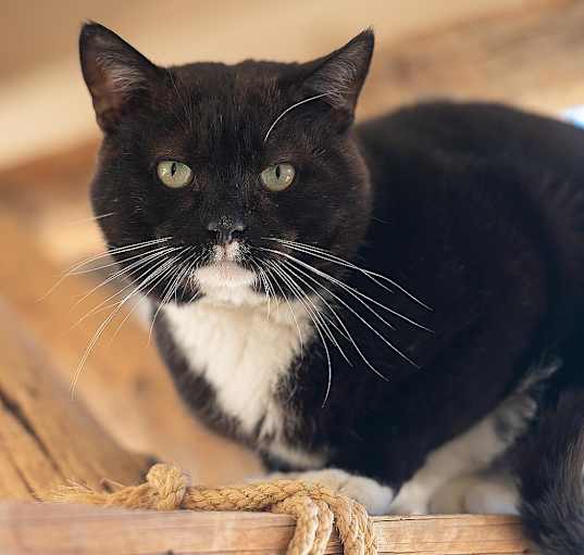 Photo of Hugo