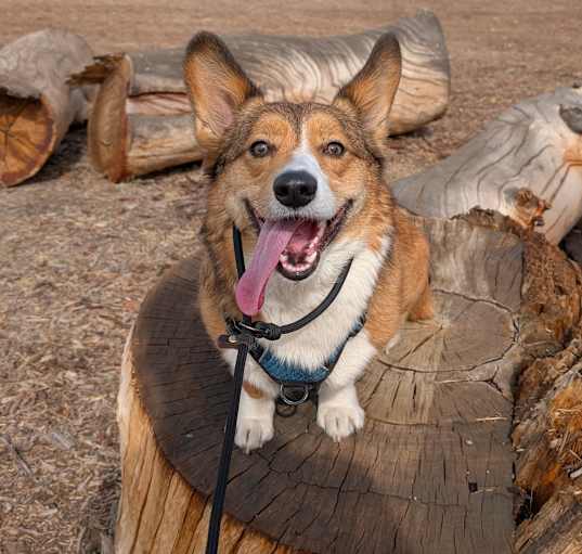 Photo of Jaeger