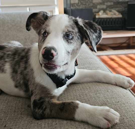 Photo of Volt (NC) has some vision