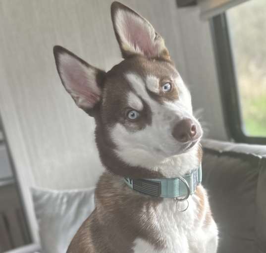 Photo of Whiskey