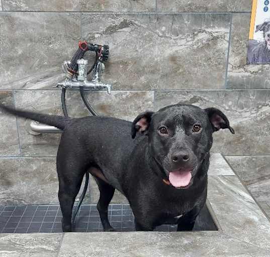 Photo of Rogue