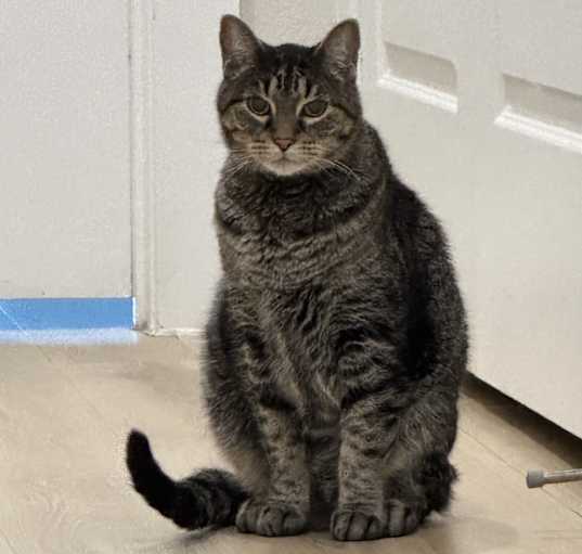 Photo of General Miau