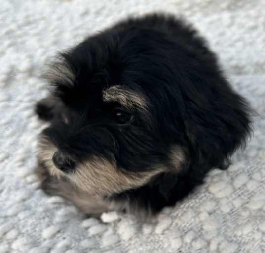 Photo of Coco
