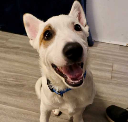 Photo of Boomer
