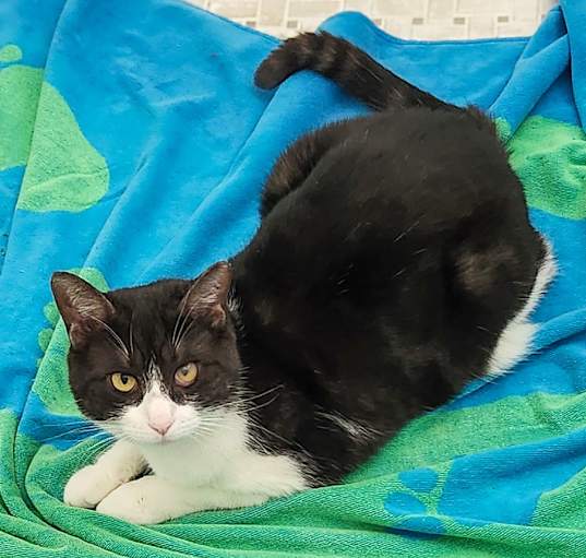 Photo of Toodles