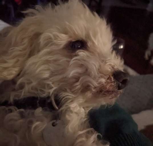 Photo of Dr. Teeth