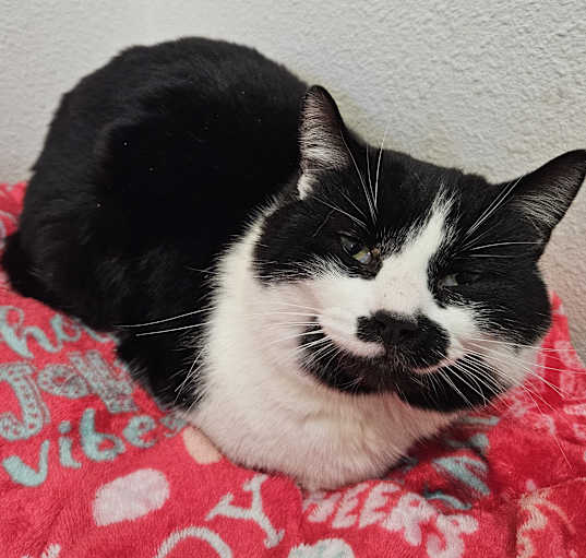 Photo of Domino
