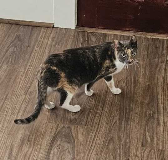 Photo of Cleocatra