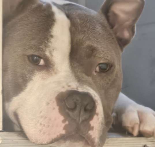 Photo of Romeo