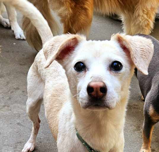 Photo of Penny (shy,sensitive senior!)