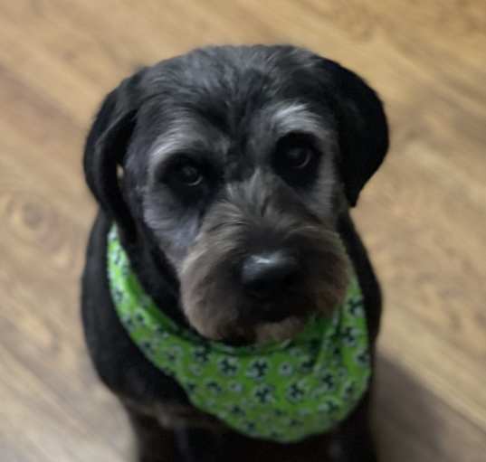 Photo of Samson