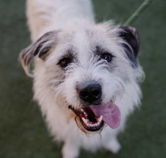 Photo of Petey