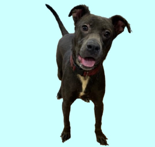 Photo of Doogan