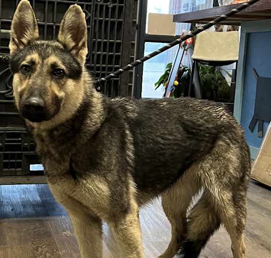 Photo of Shasta