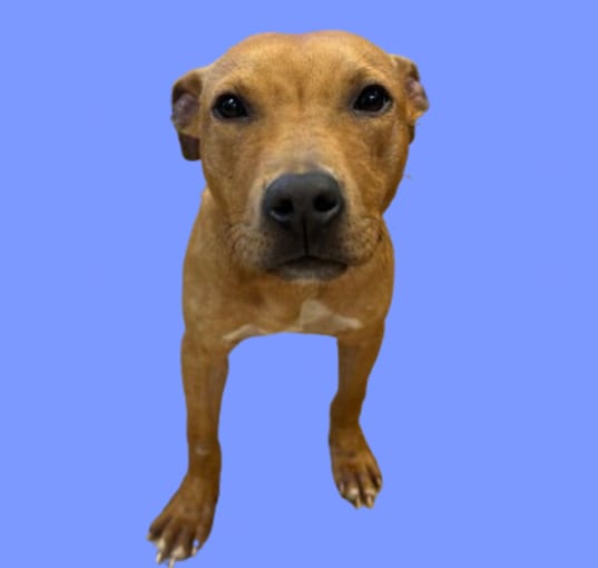 Photo of TUSC-Stray-79817