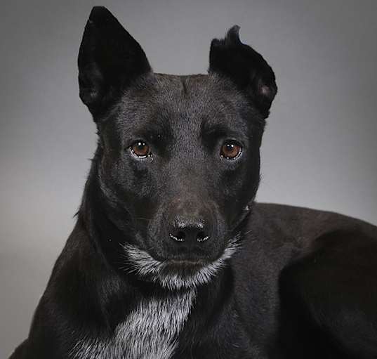 Photo of Douglas