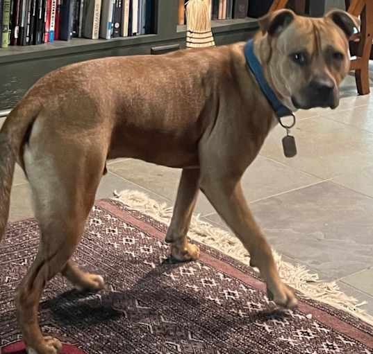 Photo of Howdy