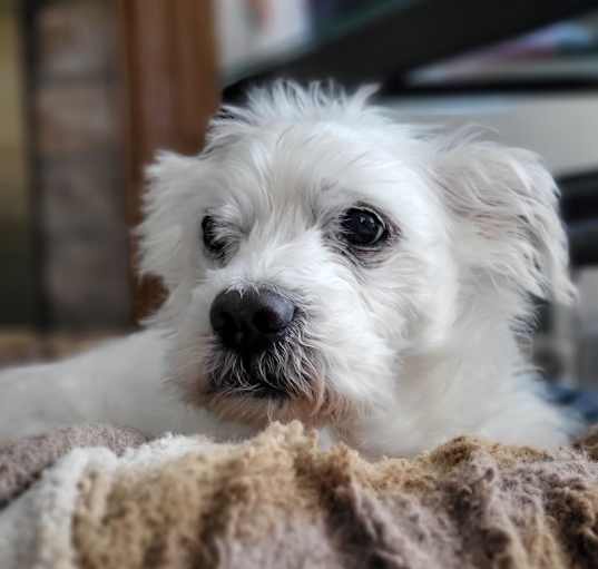 Photo of Teddy (NY) has vision