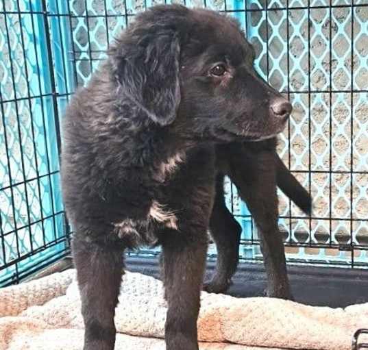 Photo of Charlie - CK Litter