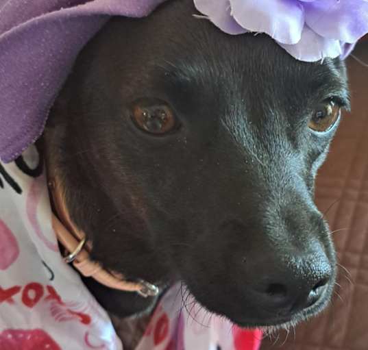 Photo of LILAH