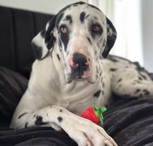 Photo of Peppa