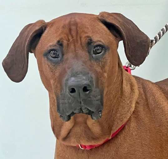 Photo of Arlo