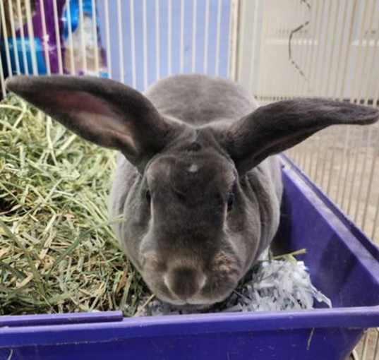 Photo of Mr. Potato (pending)