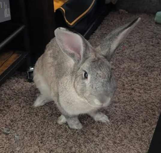 Photo of Pepper C.