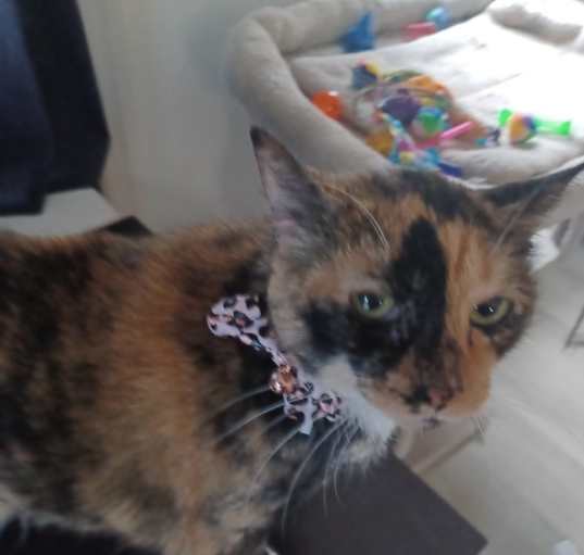 Photo of Callie