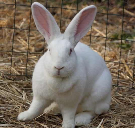 Photo of Snowdrop
