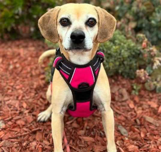 Photo of Tilly