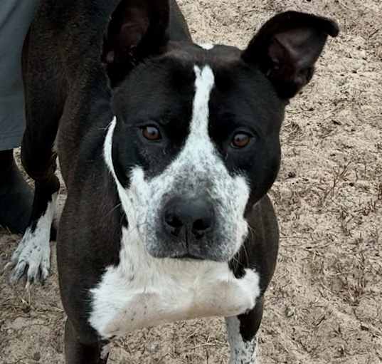 Photo of Whiskey