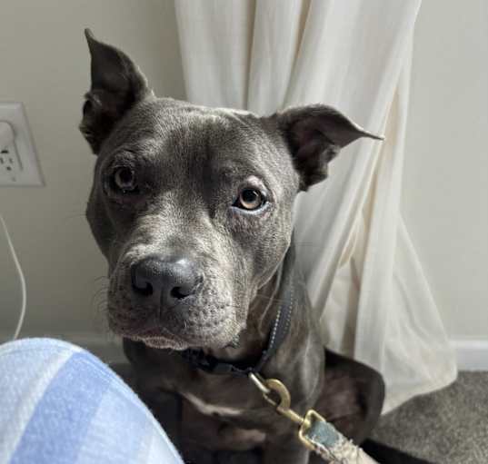 Photo of Brownie