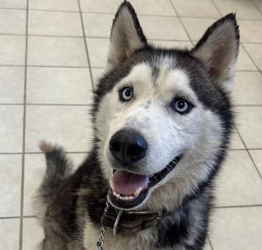 Photo of Kai