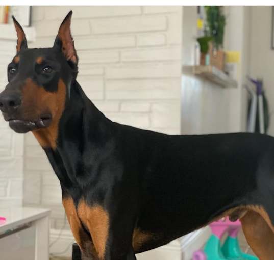 Photo of Diesel
