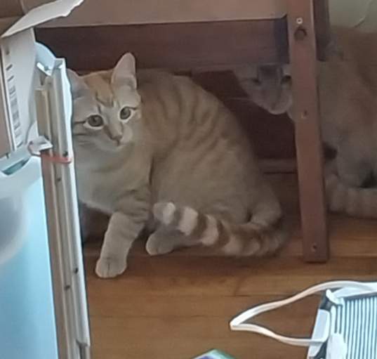 Photo of 2 cats, brothers
