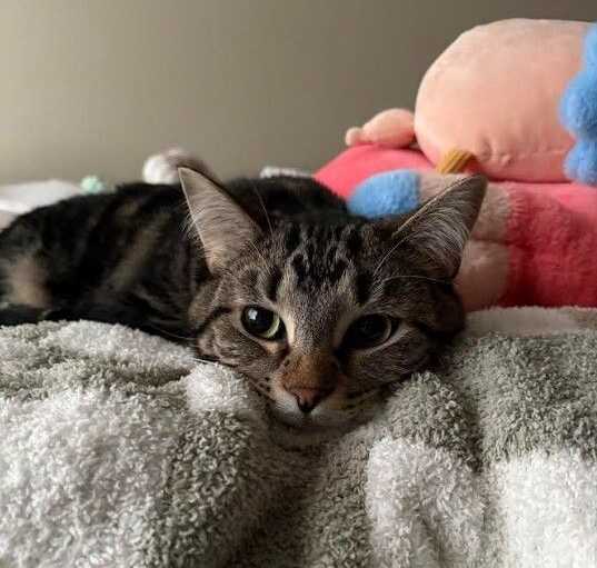 Photo of Tigger
