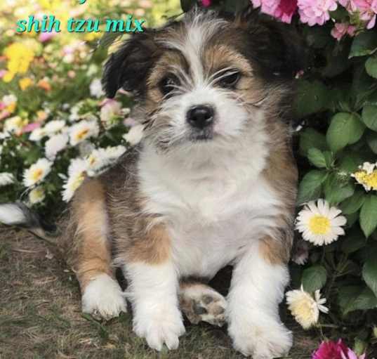 Photo of Pansy