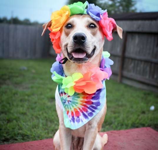 Photo of Penelope Sparkles for you