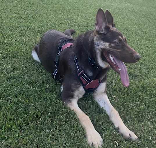 Photo of Luna Bonilla